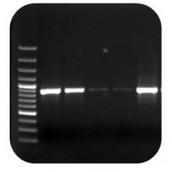 Fusarium graminearum PCR