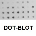 Dot-blot