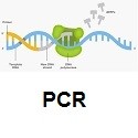 PCR Kits